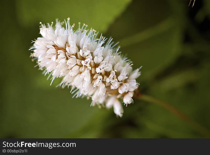 Wild flowers