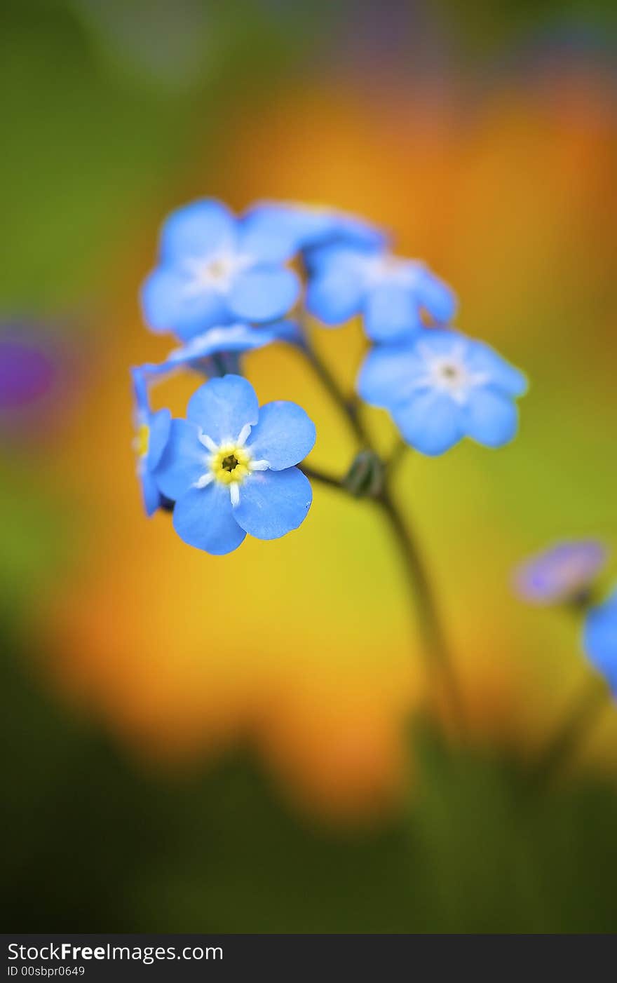 Wild flowers