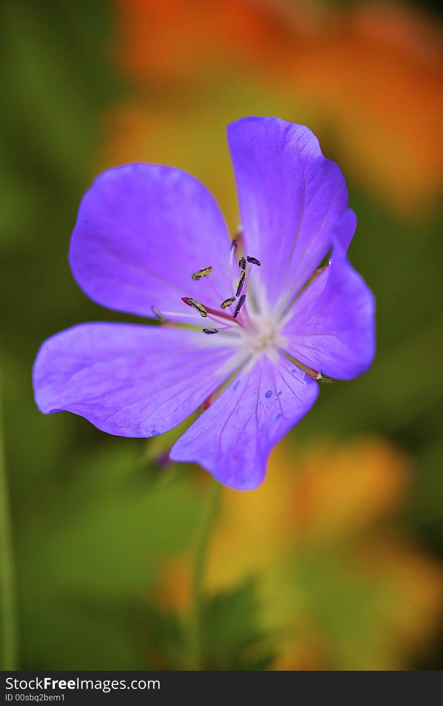 Wild flowers