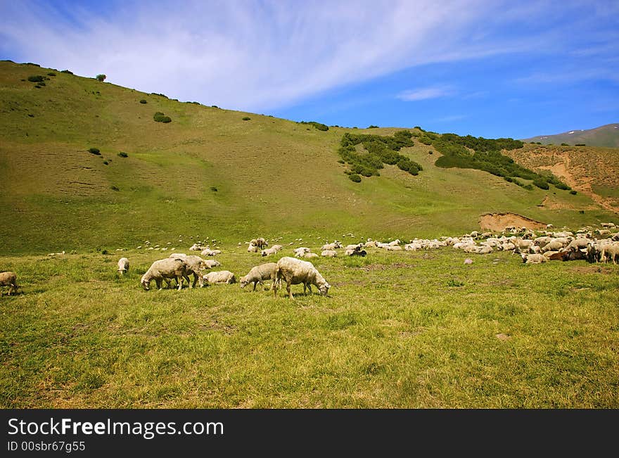 Passing themselves sheep in the mountain valley