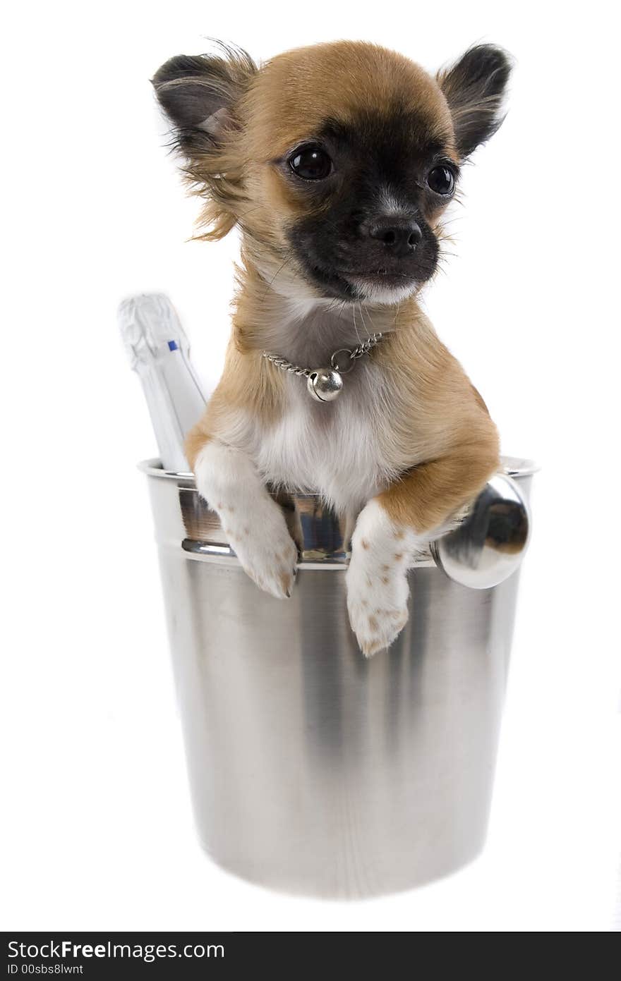 Chihuahuas are tiny dogs, as pet very popular.