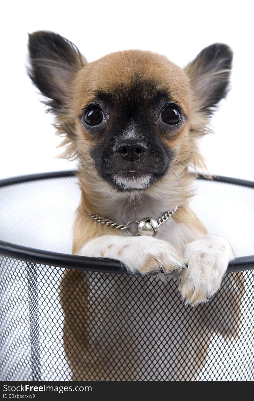 Chihuahuas are tiny dogs, as pet very popular.