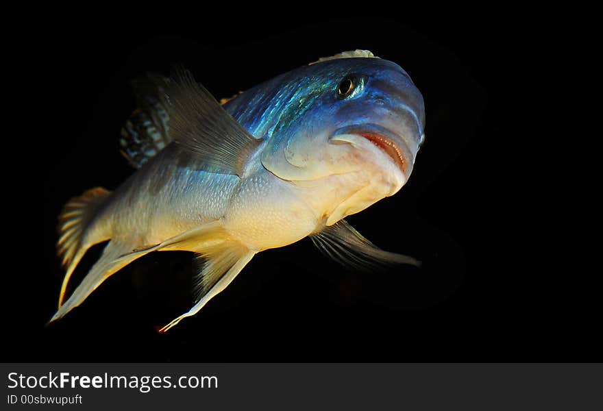 Fish from malawi-lake in Africa