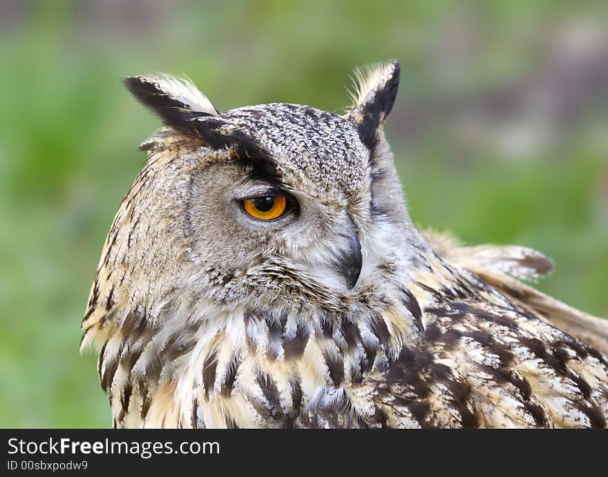 Eagle owl