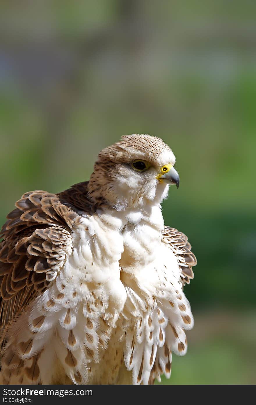 Falcon. Russian nature, Voronezh area. Falcon. Russian nature, Voronezh area