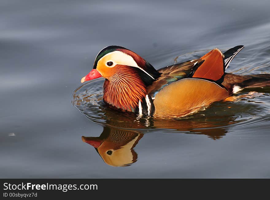 Mandarin duck, swimming duck, beautiful