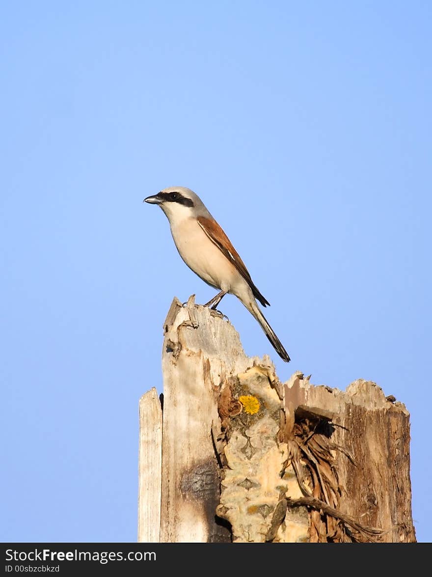 Bird on the stump