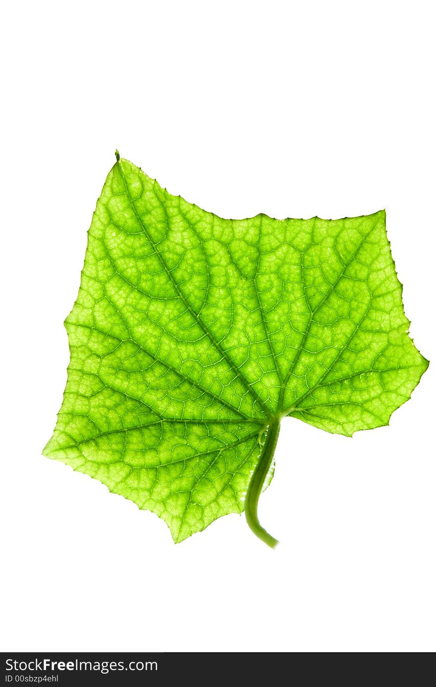 Green leaf on isolated white background