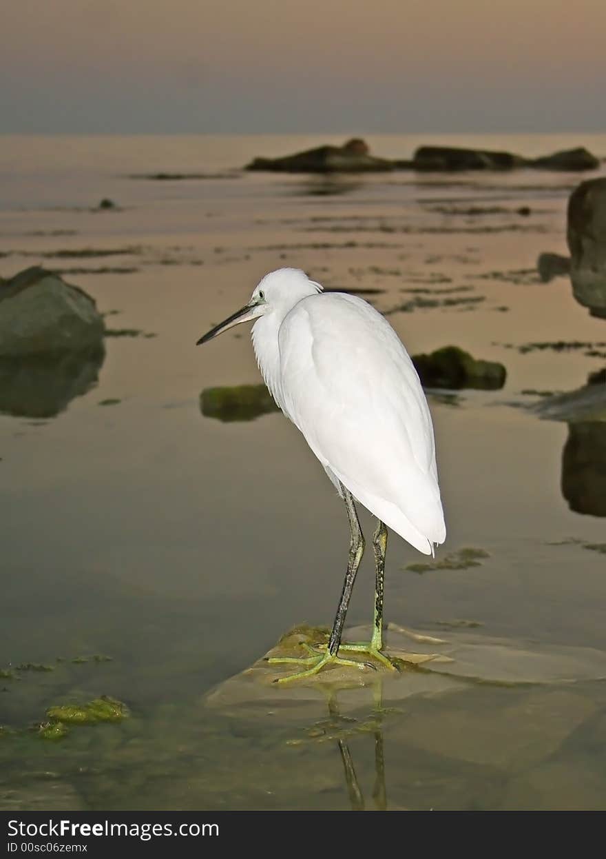 Great Egret ( Ardea alba ). Russia, Black sea