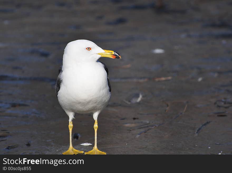 Seagull