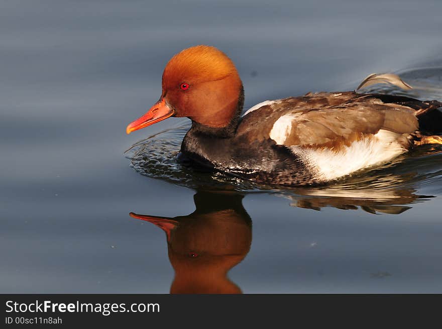 pochard duck