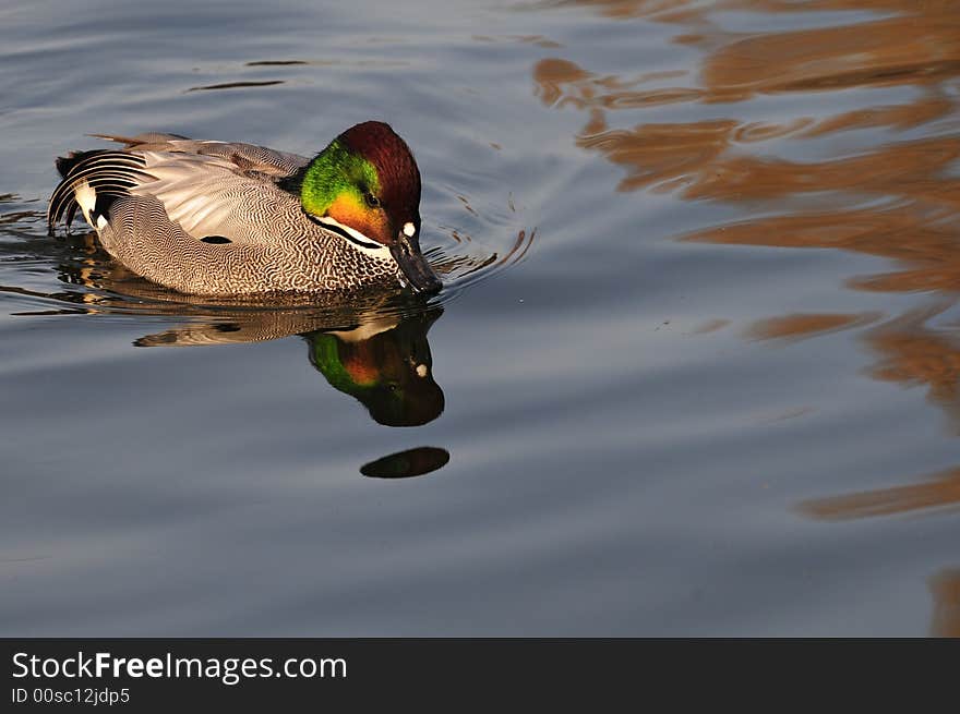 Pochard duck