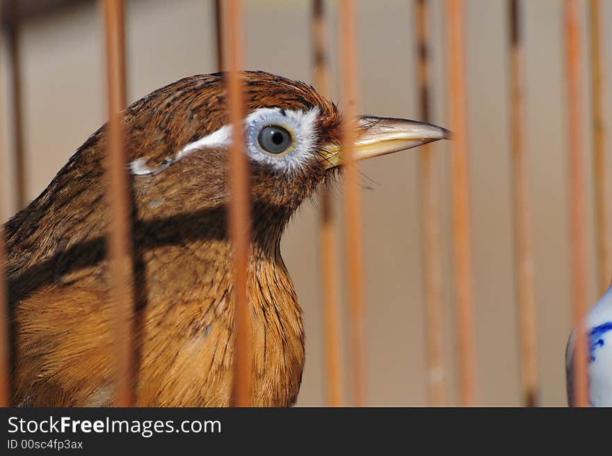 Bird in the cage