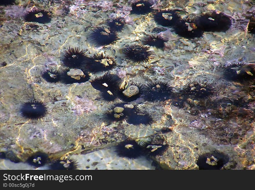 Image of the underwater life. Image of the underwater life