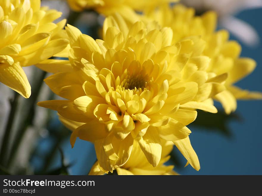 Yellow flowers on a blue background. Yellow flowers on a blue background