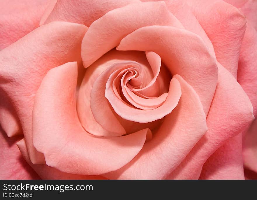 Background from a large pink rose