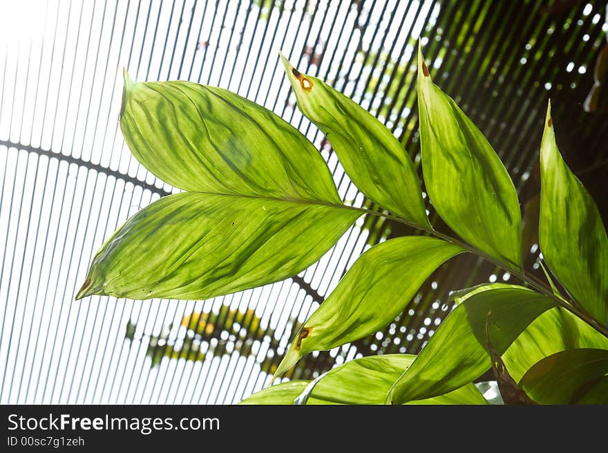 Large leaf structures viewed from below