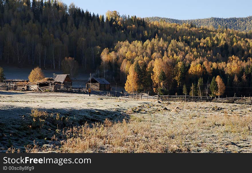 Trees and wooden hourses in Hemu, a small village in Xinjiang, China. The time is morning. Beautiful trees and grass and wood hourses with fence. Frost is shown on the ground