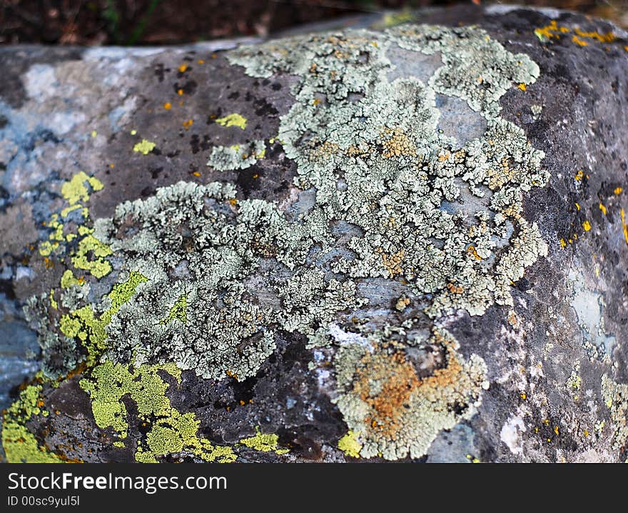 Moss flower pattern on a stone