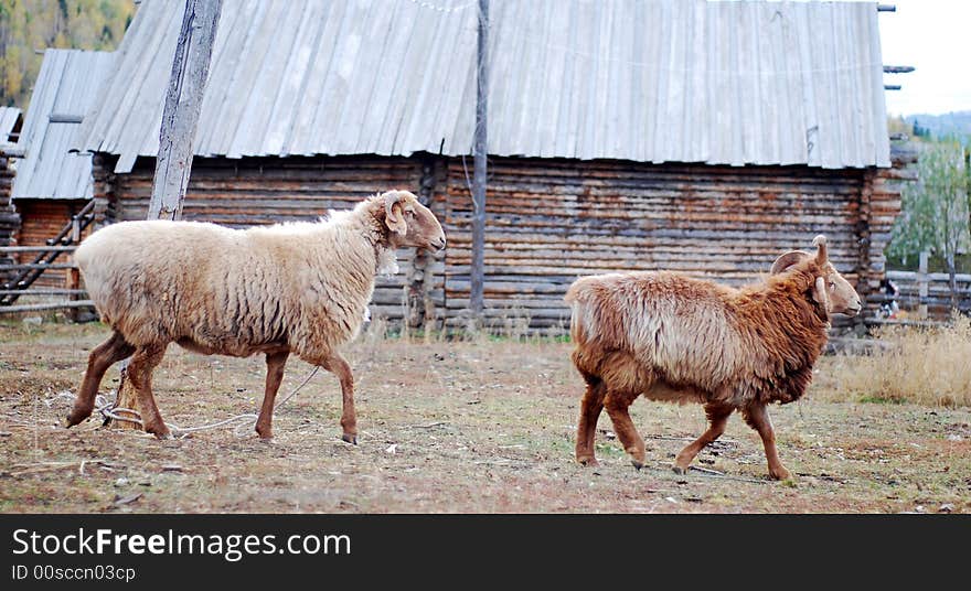 2 sheep before a house