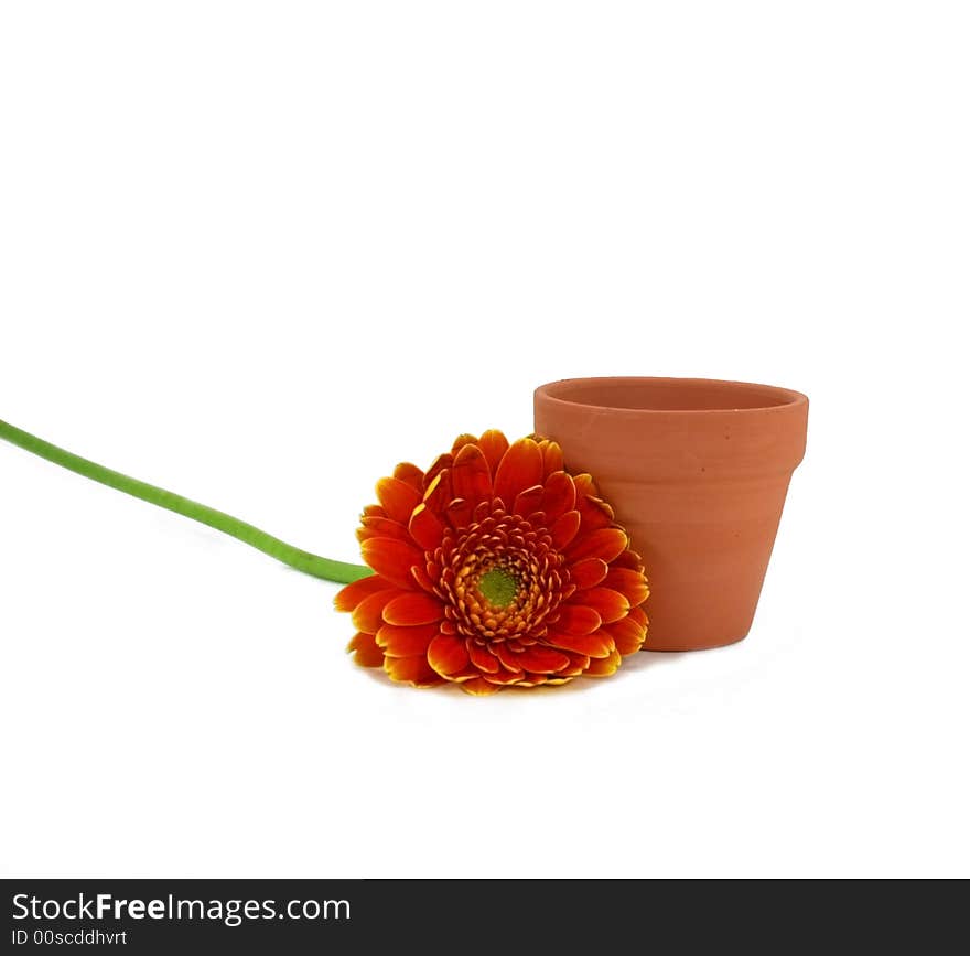 Orange Marigold and Terra Cotta Flowerpot