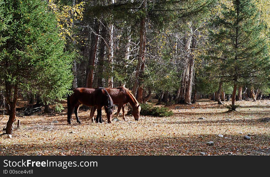 2 horses eating under pine tree with yellow glass ground