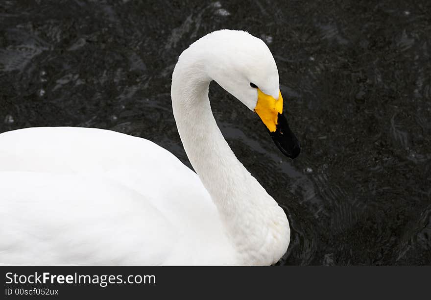 Beautiful white goose in lake