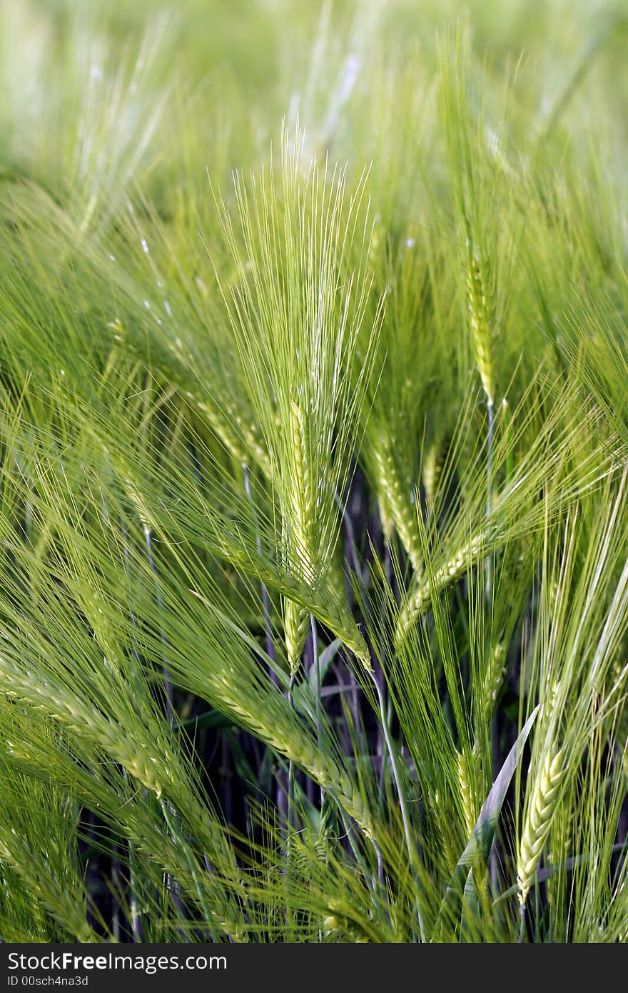 Close up of green wheat