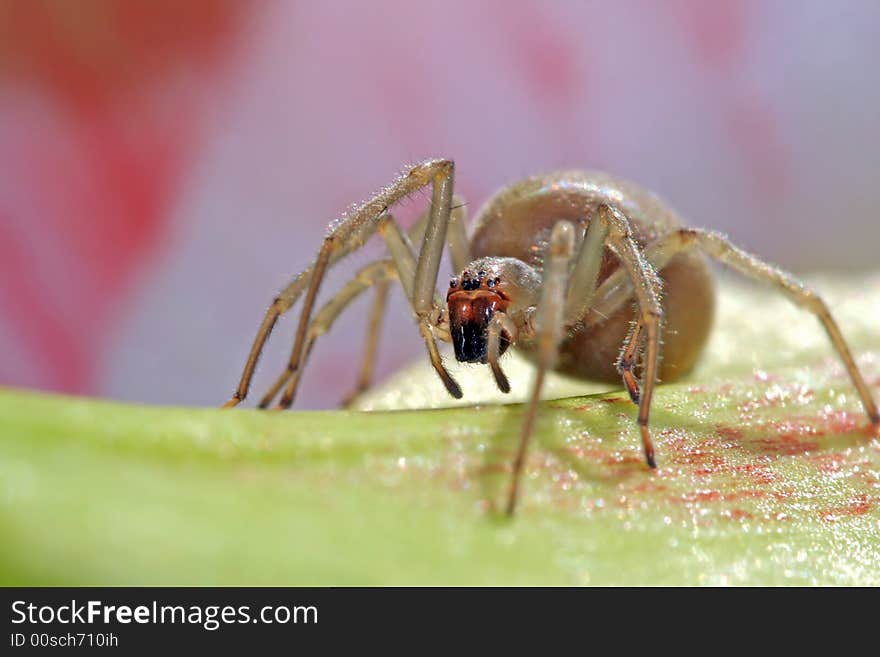 Close up of spider