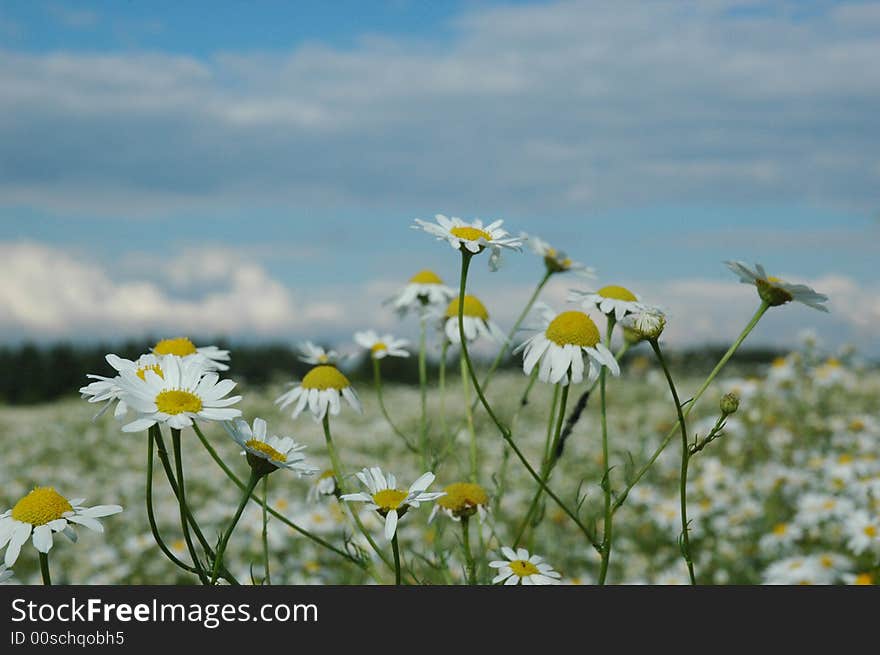 A field of wild camomiles (chamomiles). A field of wild camomiles (chamomiles)