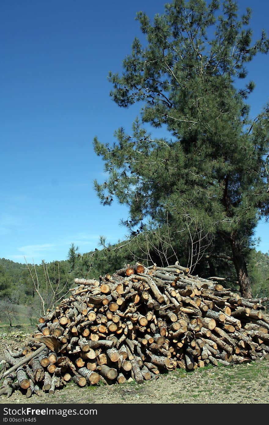 Stacked timber in a forest near a tree. Stacked timber in a forest near a tree