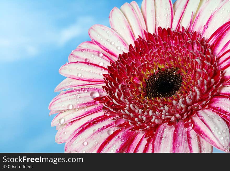 Flower with waterdrops