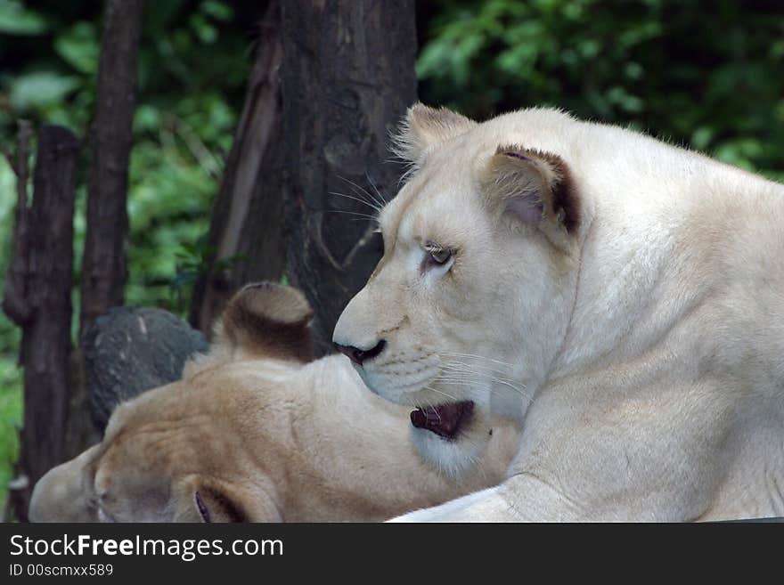 Lioness resting under a shade tree