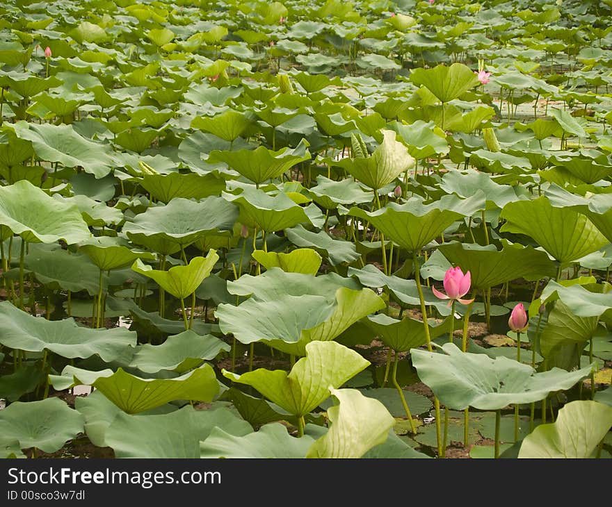 Chinese water lilies in the Summer Palace of Beijing