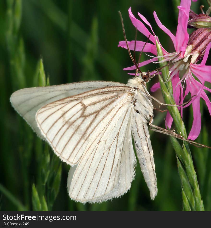 White butterfly