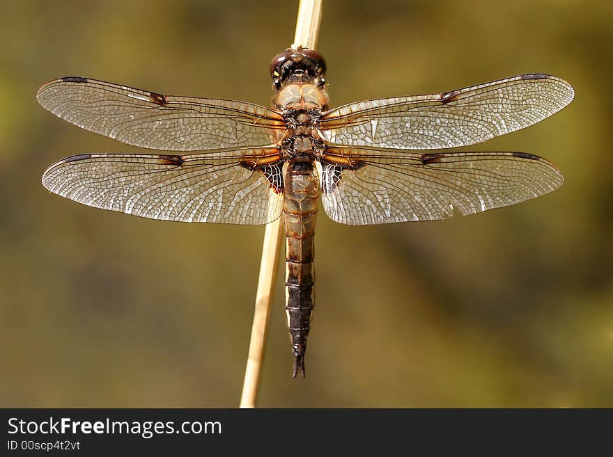 Four-spotted brown dragonfly sitting on reed. Four-spotted brown dragonfly sitting on reed