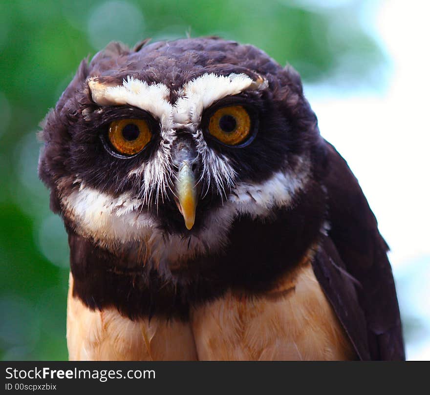 Spectacled Owl Perched and Ready for Flight