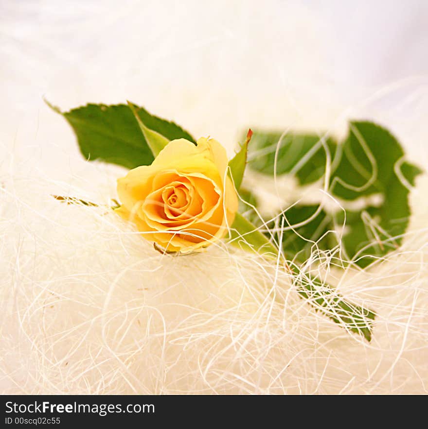 Yellow Rose