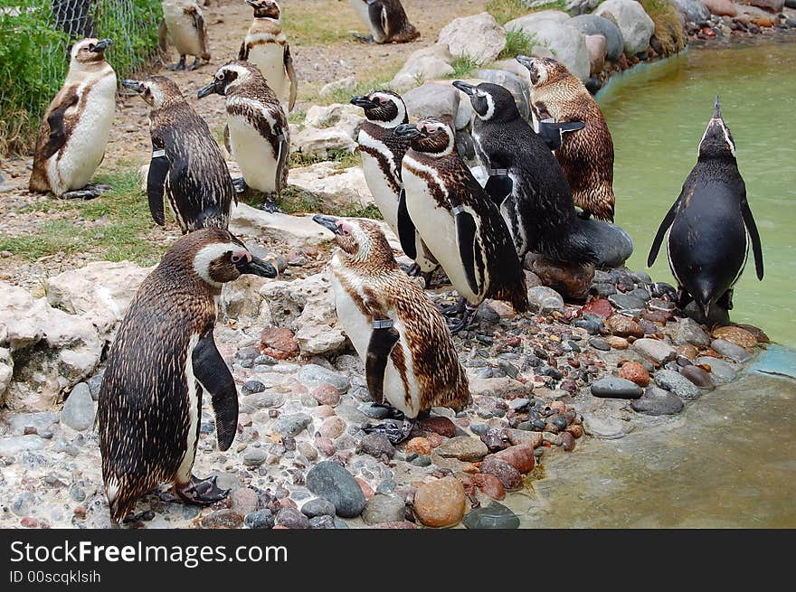 A group of penguins standing still, to the right one of them gives support to his friend. A group of penguins standing still, to the right one of them gives support to his friend