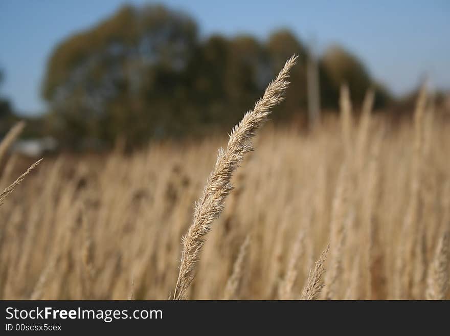 Dry marsh herb autumn bulrush. Dry marsh herb autumn bulrush