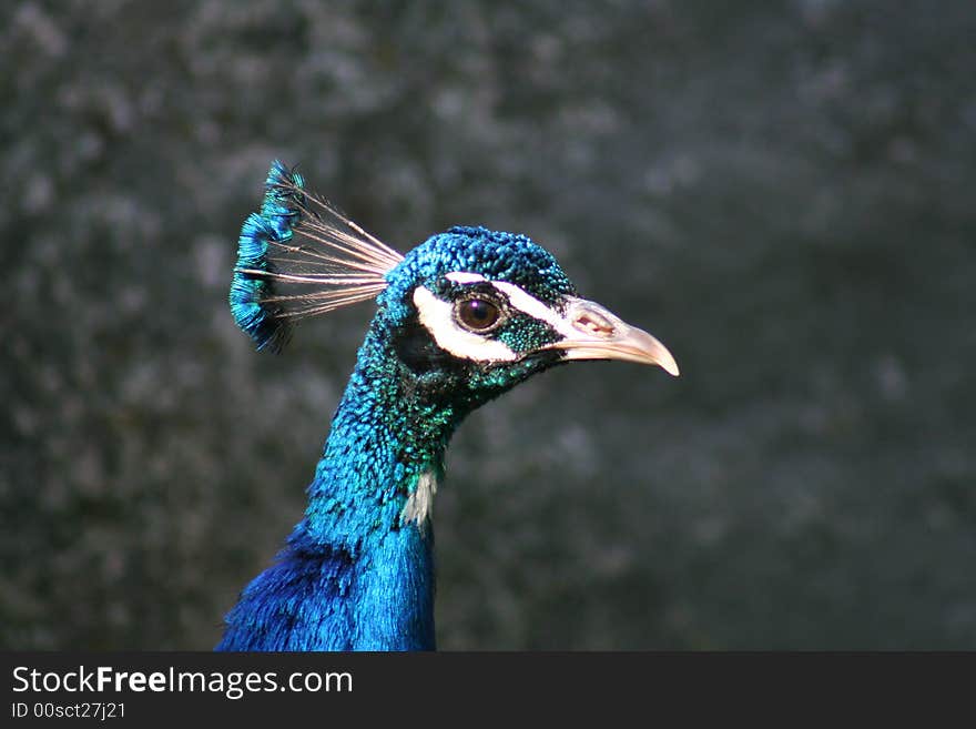 Beautiful Peacock