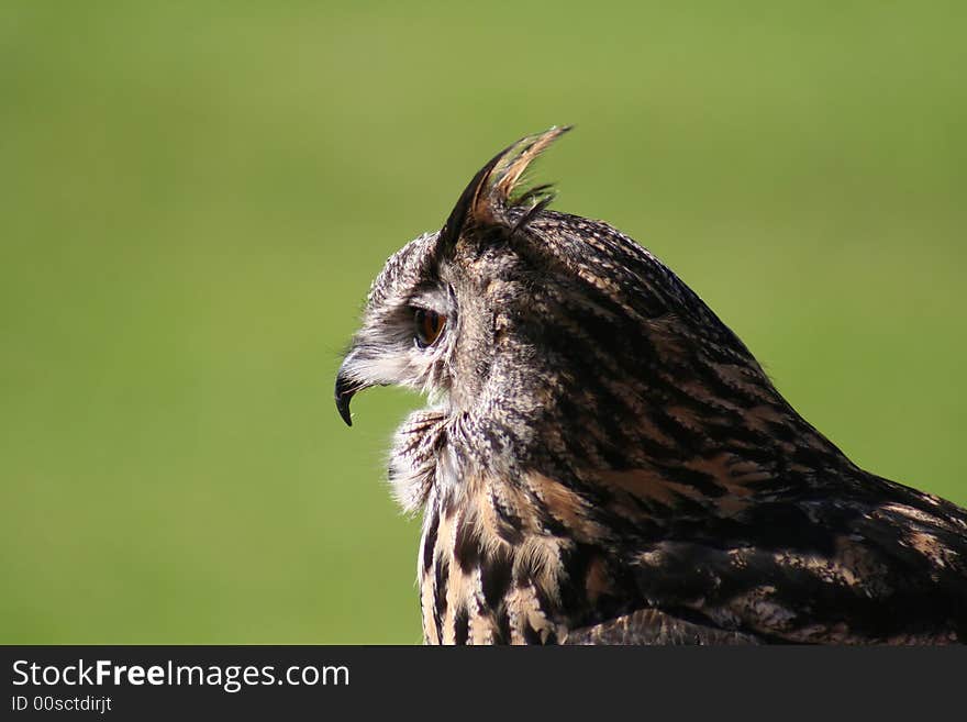 A Owl taken a sunny day, with the nice soft green background