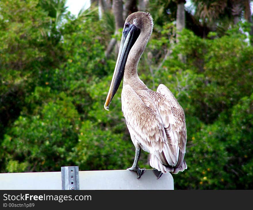 Pelican rests atop a sign in the St. Lucie River. Pelican rests atop a sign in the St. Lucie River