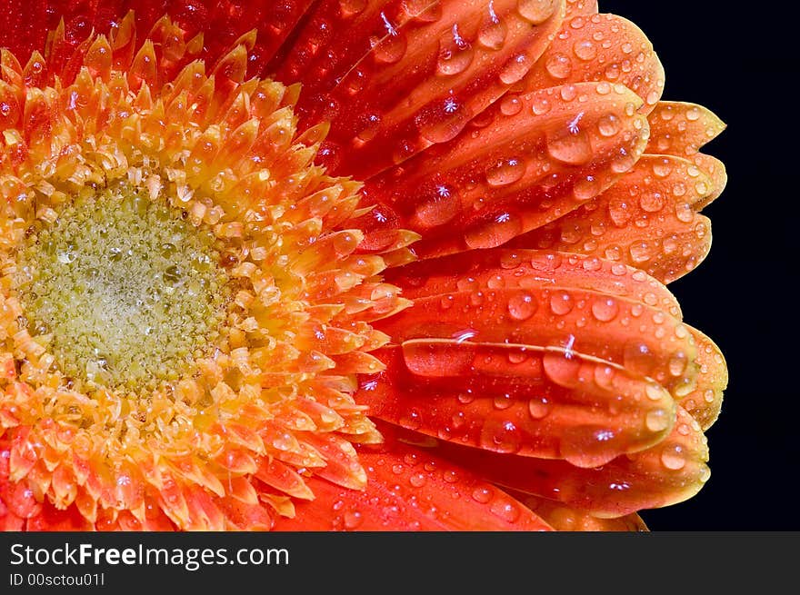 Flower on background