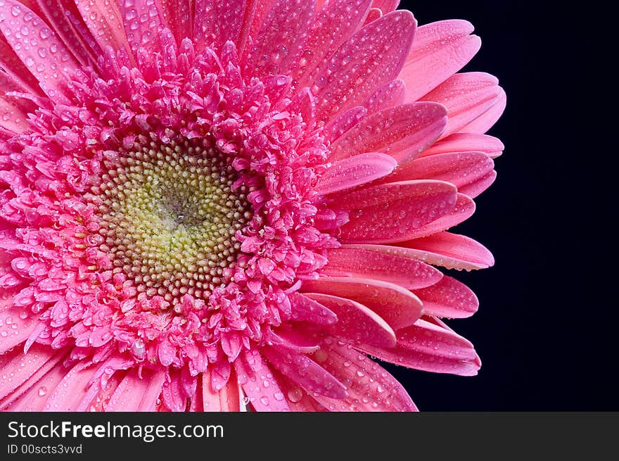 Flower On Background