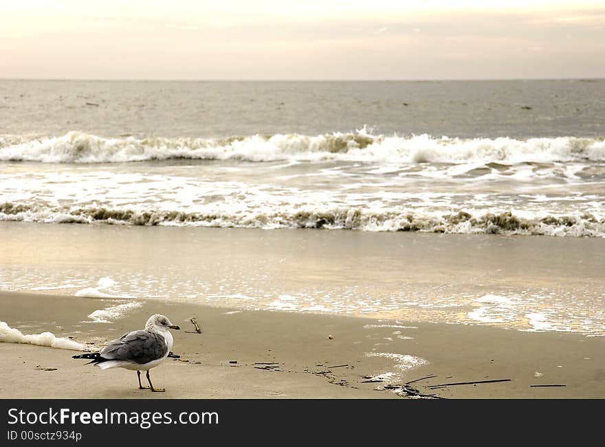 A seagull looking out to sea on the edge of the beach. A seagull looking out to sea on the edge of the beach