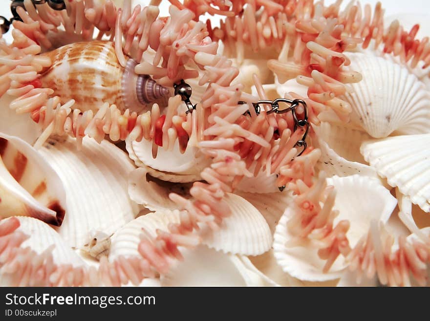 Beautiful Cockleshells from the sea