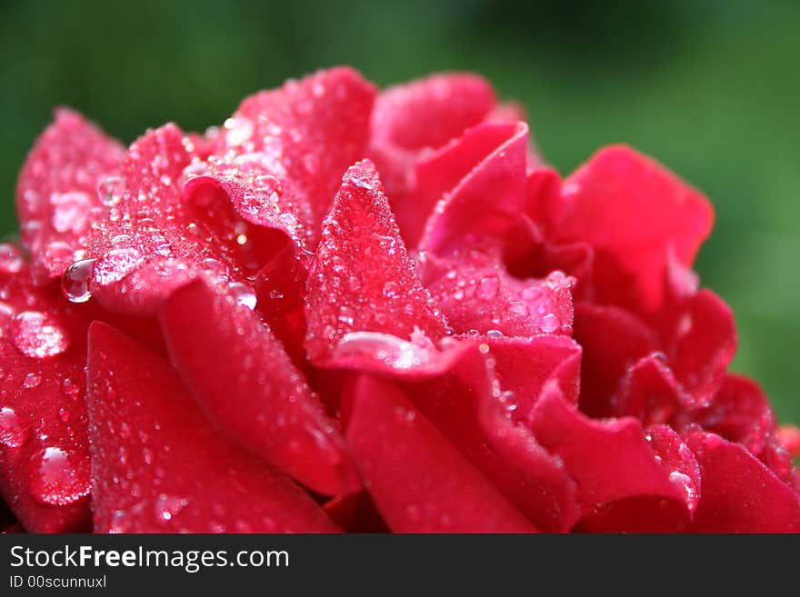 Red rose in wet garden. Red rose in wet garden