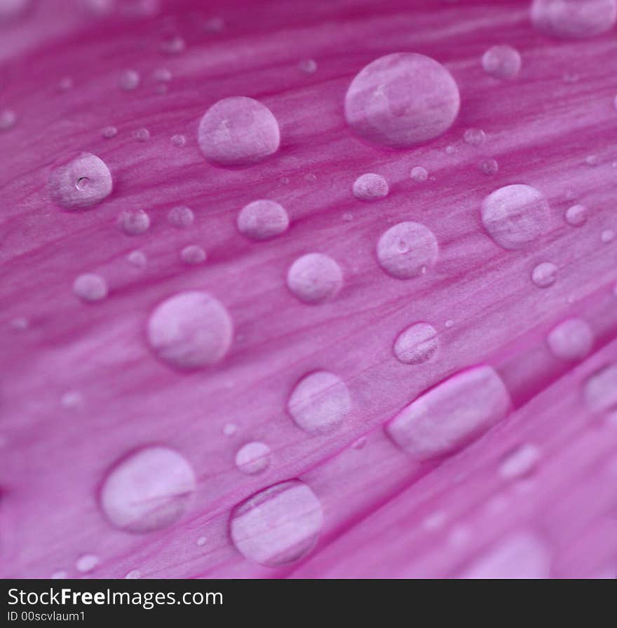 Water droplets on a pink mallow