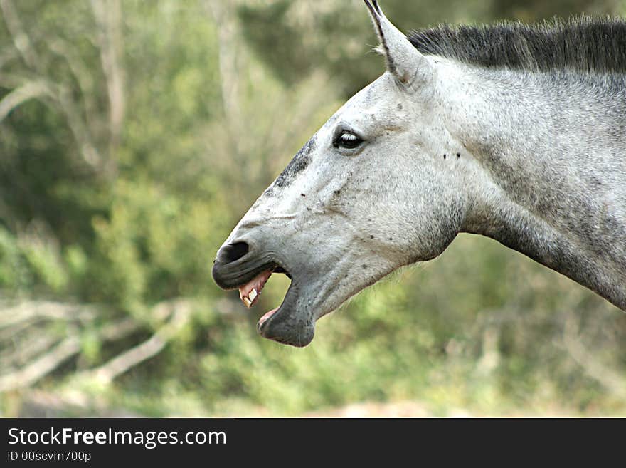 Wild horse screaming with green field as background